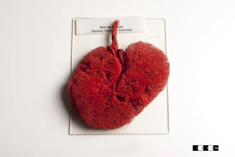 Kidney anatomy for a kidney function test