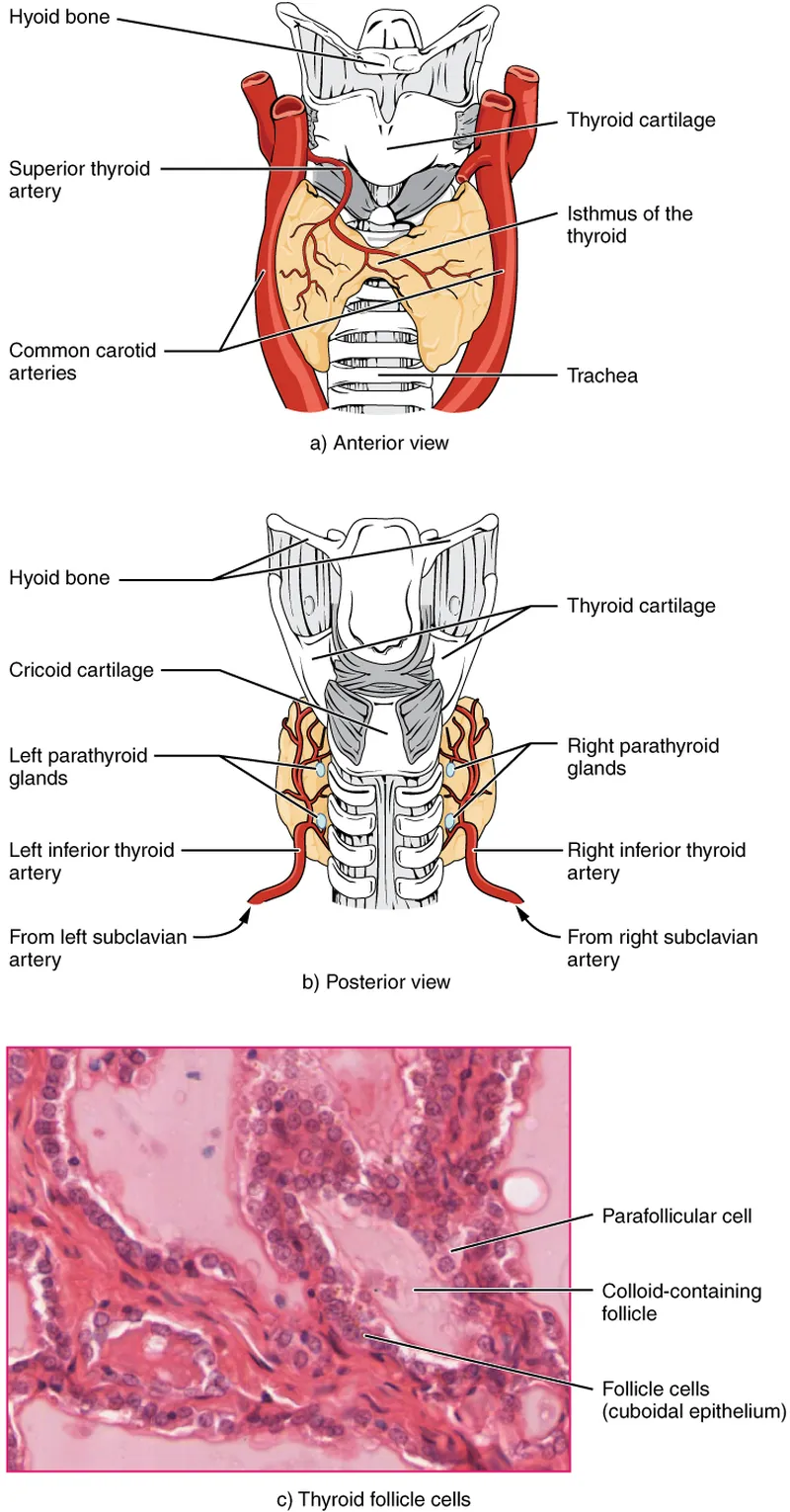 Thyroid gland anatomy for a TSH test
